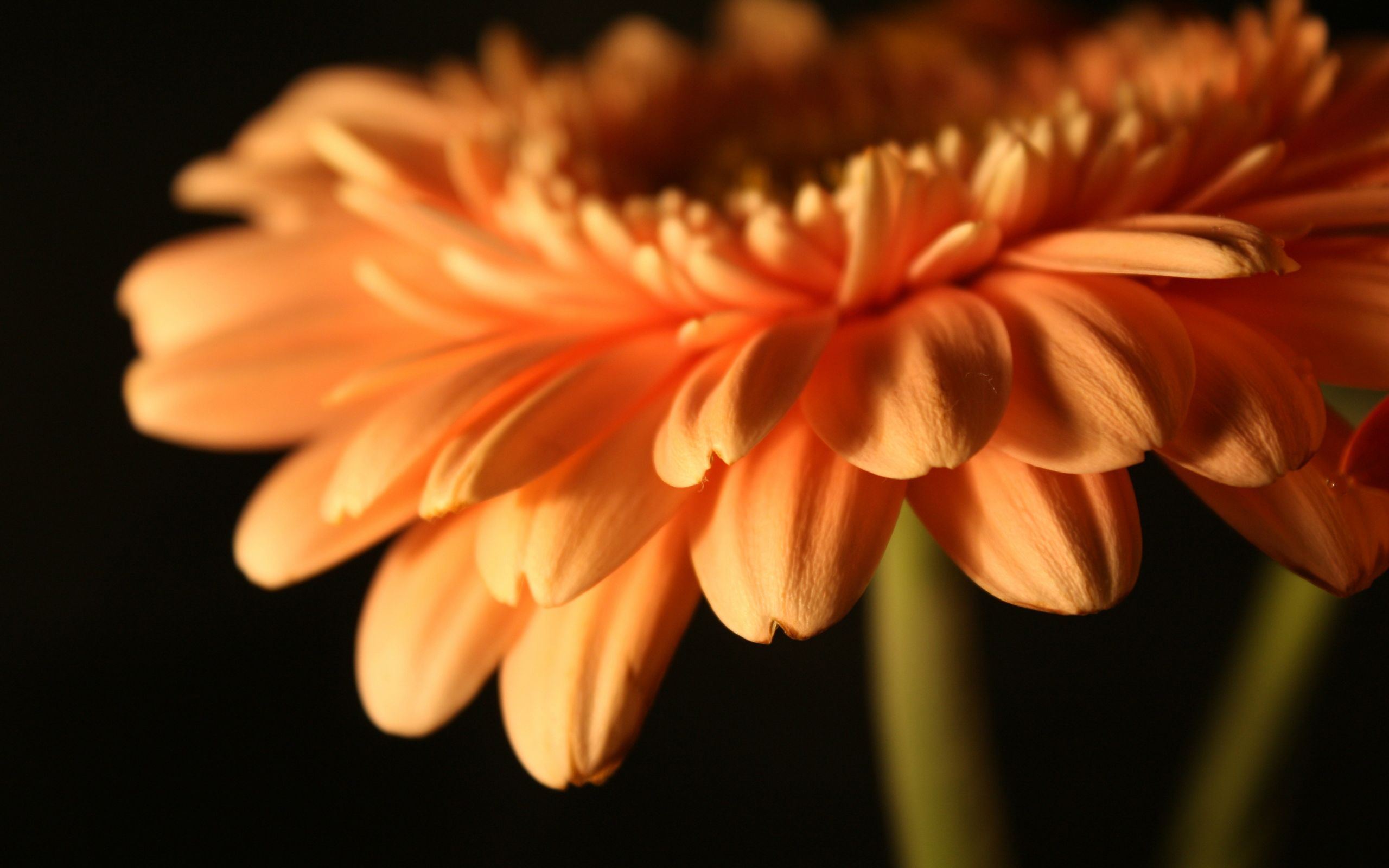 1920 x 1080 HD Wallpapers 3529